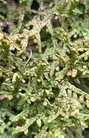 Attēlu rezultāti vaicājumam “Porella platyphylla”