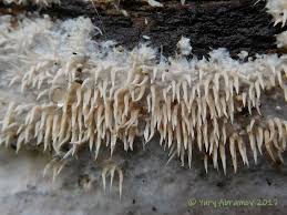 Attēlu rezultāti vaicājumam “Hydnocristella himantia”