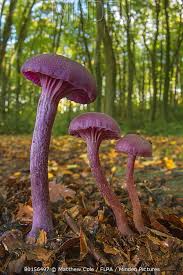 Attēlu rezultāti vaicājumam “Laccaria amethystina”