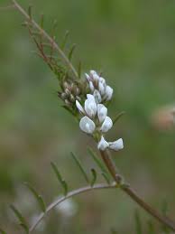 Attēlu rezultāti vaicājumam “Vicia hirsuta flower”