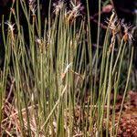 Attēlu rezultāti vaicājumam “Trichophorum alpinum fruit”