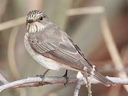 Attēlu rezultāti vaicājumam “Muscicapa striata juvenile”