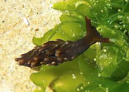 Attēlu rezultāti vaicājumam “Enteromorpha sp.”