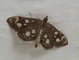 Attēlu rezultāti vaicājumam “Anania stachydalis”