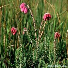 Attēlu rezultāti vaicājumam “Erica tetralix leaf”