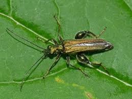 Attēlu rezultāti vaicājumam “Oedemera femorata”