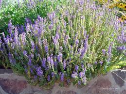 Attēlu rezultāti vaicājumam “Salvia nemorosa fruit”