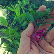 Attēlu rezultāti vaicājumam “Lathyrus tuberosus”