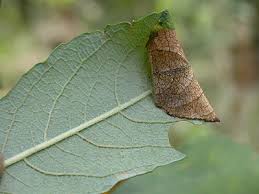 Attēlu rezultāti vaicājumam “Caloptilia stigmatella”