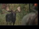 In New Hampshire, a Coveted Chance to Hunt a Moose - Worldnews.