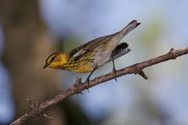 Image result for Dendroica tigrina