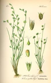 Attēlu rezultāti vaicājumam “Juncus capitatus”