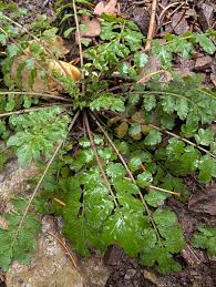 Attēlu rezultāti vaicājumam “Cardamine impatiens leaf”