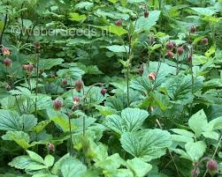 Attēlu rezultāti vaicājumam “Galium rivale fruit”