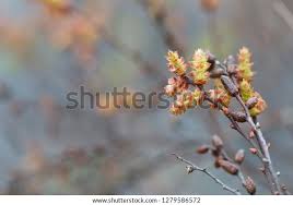 Attēlu rezultāti vaicājumam “Myrica gale bud”