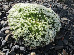 Attēlu rezultāti vaicājumam “Arenaria procera”