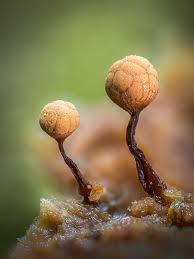 Attēlu rezultāti vaicājumam “Cribraria argillacea young”