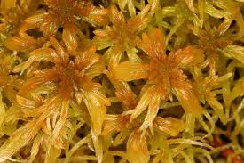 Attēlu rezultāti vaicājumam “Sphagnum fallax”