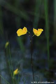 Attēlu rezultāti vaicājumam “Utricularia intermedia flower”
