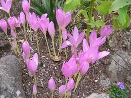 Attēlu rezultāti vaicājumam “Colchicum autumnale flower”