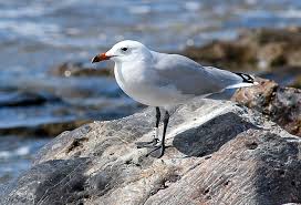 Image result for Larus audouinii