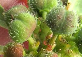 Attēlu rezultāti vaicājumam “Euphorbia palustris fruit”