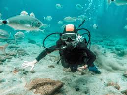 Image result for Canary Divers