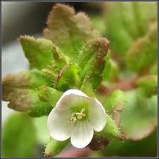 Attēlu rezultāti vaicājumam “Veronica agrestis leaf”