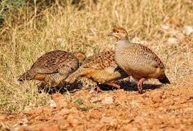 Attēlu rezultāti vaicājumam “Galliformes”