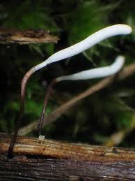 Attēlu rezultāti vaicājumam “Typhula erythropus”