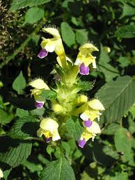 Attēlu rezultāti vaicājumam “Galeopsis speciosa leaf”