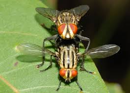 Attēlu rezultāti vaicājumam “Sarcophagidae”