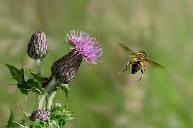 Attēlu rezultāti vaicājumam “Eristalis sp.”