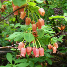 Attēlu rezultāti vaicājumam “Menziesia ferruginea”