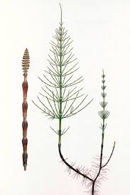 Attēlu rezultāti vaicājumam “Equisetum arvense”