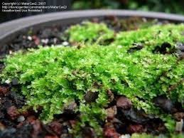 Attēlu rezultāti vaicājumam “Leptobryum pyriforme sporophyte”