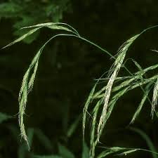 Attēlu rezultāti vaicājumam “Festuca gigantea”