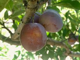 Attēlu rezultāti vaicājumam “Elymus caninus fruit”