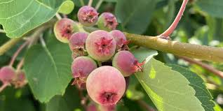 Attēlu rezultāti vaicājumam “Poa angustifolia fruit”