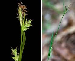Attēlu rezultāti vaicājumam “Carex remota fruit”