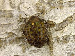 Attēlu rezultāti vaicājumam “Cytilus sericeus”