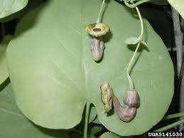 Attēlu rezultāti vaicājumam “Aristolochia durior leaf”