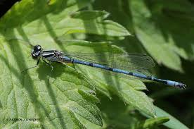 Attēlu rezultāti vaicājumam “Coenagrion puella male”
