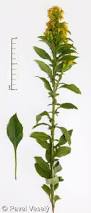 Image result for Solidago virgaurea