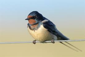 Attēlu rezultāti vaicājumam “Hirundo rustica”