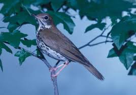 Image result for Hylocichla mustelina