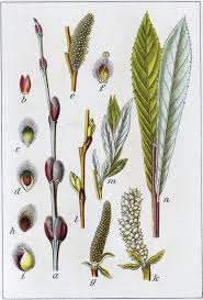 Attēlu rezultāti vaicājumam “Salix purpurea”