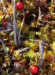 Attēlu rezultāti vaicājumam “Oxycoccus microcarpus”