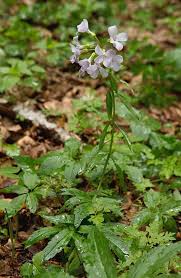 Attēlu rezultāti vaicājumam “Cardamine bulbifera”