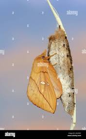 Attēlu rezultāti vaicājumam “Euthrix potatoria cocoon”